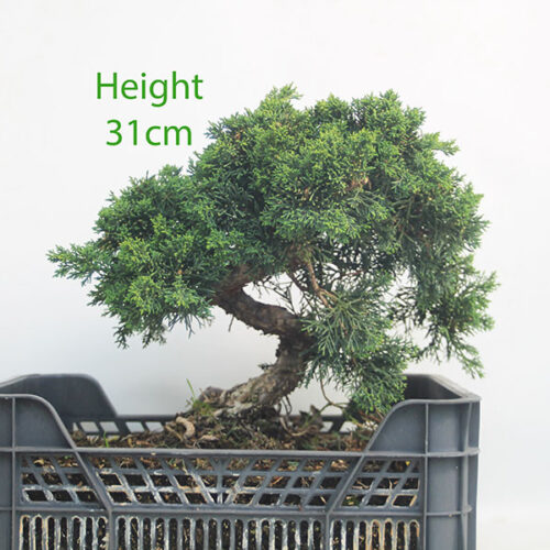 Chinese Juniper Bonsai Tree Part Trained Number 65P