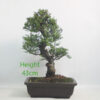 Seiju Elm Bonsai Tree Number 25Y