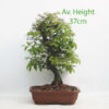 Zelkova Serrata Japanese Elm Bonsai Trees available to buy online from All Things Bonsai Sheffield Yorkshire with free UK delivery