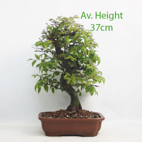 Zelkova Serrata Japanese Elm Bonsai Trees available to buy online from All Things Bonsai Sheffield Yorkshire with free UK delivery