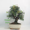 Pistachio Bonsai Tree Number 365P