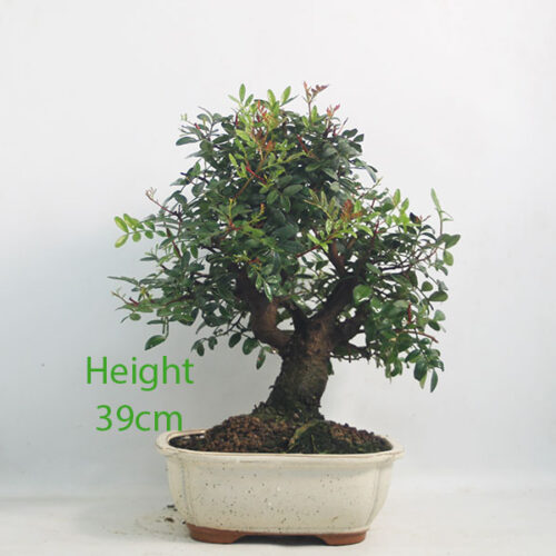 Pistachio Bonsai Tree Number 365P