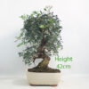 Pistachio Bonsai Tree Number 360P