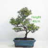 Azalea Flowering Bonsai Tree Number 259P