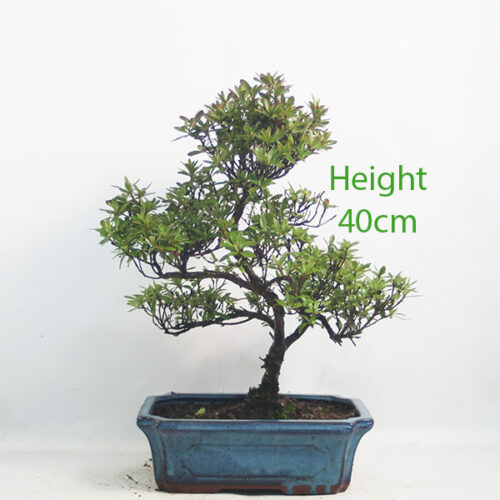 Azalea Flowering Bonsai Tree Number 259P