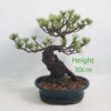Japanese White Pine Bonsai Tree Number 316P