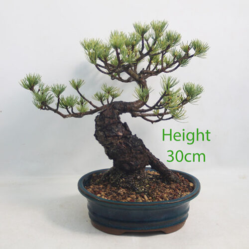 Japanese White Pine Bonsai Tree Number 316P