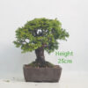 Dwarf Hinoki Cypress Bonsai Tree Number 354P
