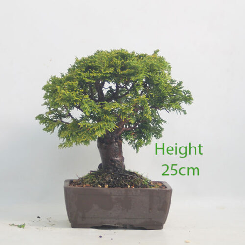Dwarf Hinoki Cypress Bonsai Tree Number 354P
