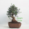 Olive Bonsai Tree Number 62P