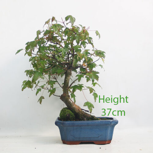 Trident Maple Bonsai Tree Number 149P