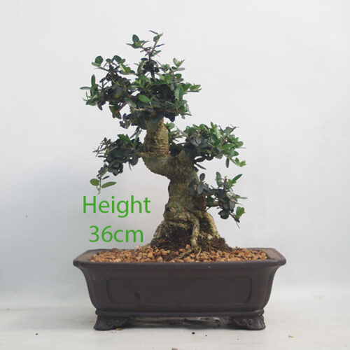 Olive Bonsai Tree Number 252P