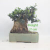 Olive Bonsai Tree Number 232P