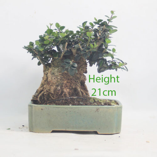 Olive Bonsai Tree Number 232P