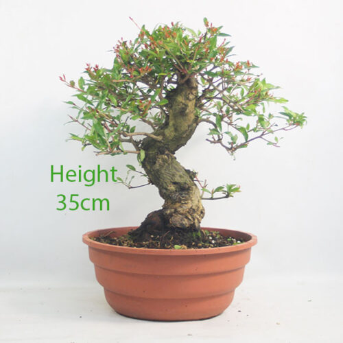 Pomegranate Nejikan Flowering Bonsai Tree Part Trained Number 105P