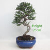 Seiju Elm Bonsai Tree Number 12Y