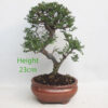 Seiju Elm Bonsai Tree Number 86P
