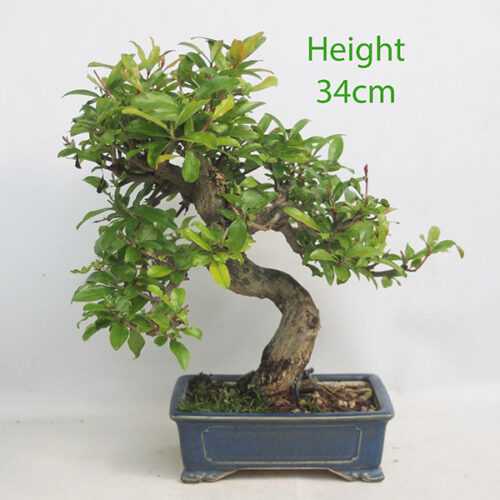 Pomegranate Nejikan Flowering Bonsai Tree Punica Number 242P