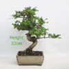 Pomegranate Nejikan Flowering Bonsai Tree Punica Number 344P