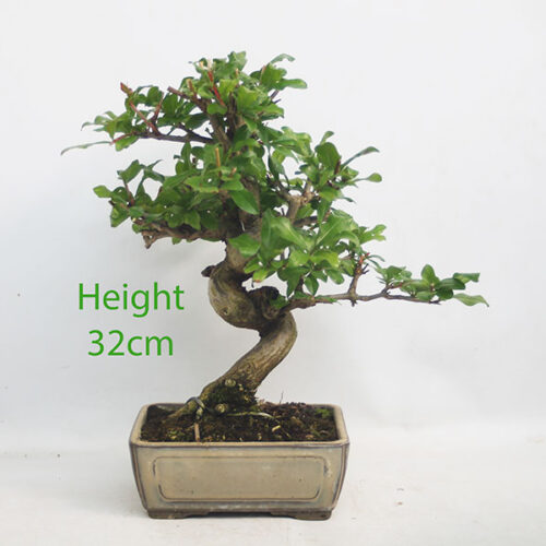 Pomegranate Nejikan Flowering Bonsai Tree Punica Number 344P