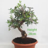 Pistachio Bonsai Tree Part Trained Number 353P