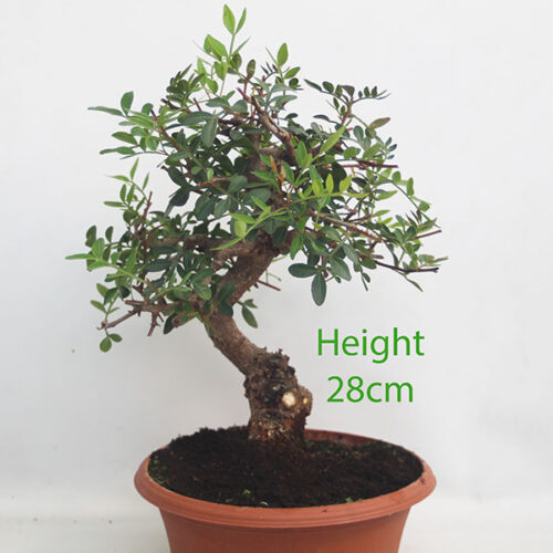 Pistachio Bonsai Tree Part Trained Number 353P