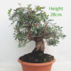 Pistachio Bonsai Tree Part Trained Number 182P