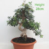 Pistachio Bonsai Tree Part Trained Number 153P