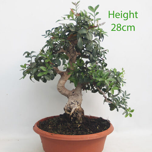 Pistachio Bonsai Tree Part Trained Number 153P