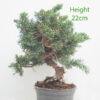 Chinese Juniper Bonsai Tree Part Trained Number 321P