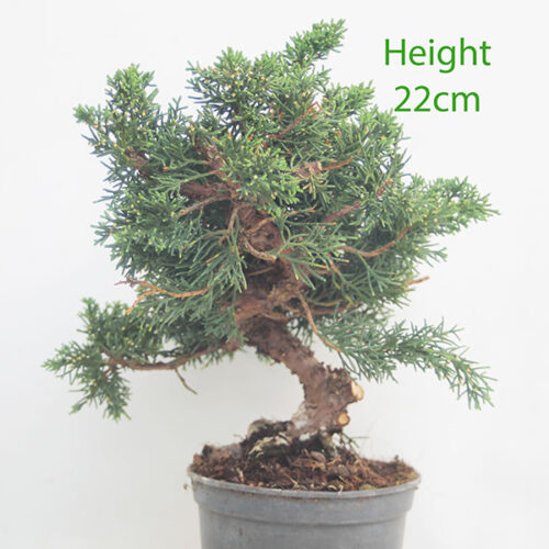 Chinese Juniper Bonsai Tree Part Trained Number 321P