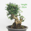 Olive Bonsai Tree Part Trained Number 35P
