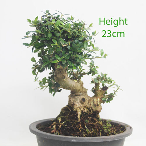 Olive Bonsai Tree Part Trained Number 35P