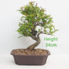 Pomegranate Nejikan Flowering Bonsai Tree Punica Number 307P