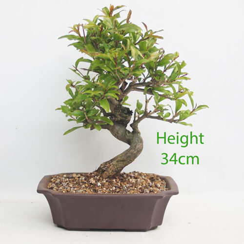 Pomegranate Nejikan Flowering Bonsai Tree Punica Number 307P