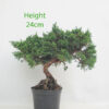 Chinese Juniper Bonsai Tree Part Trained Number 354P