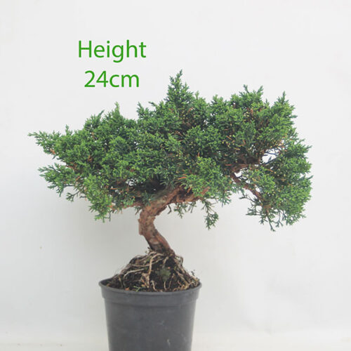 Chinese Juniper Bonsai Tree Part Trained Number 354P