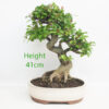Pomegranate Nejikan Flowering Bonsai Tree Punica Number 110P