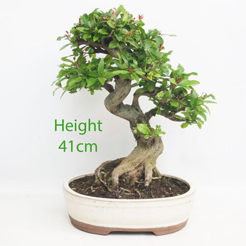 Pomegranate Nejikan Flowering Bonsai Tree Punica Number 110P