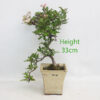 Japanese Hawthorn Crataegus Cuneata Bonsai Tree Number 60B