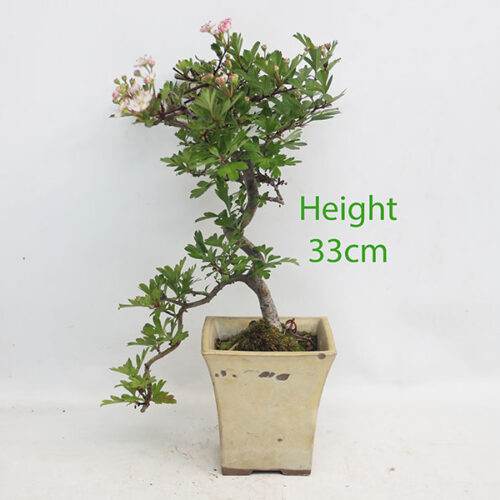 Japanese Hawthorn Crataegus Cuneata Bonsai Tree Number 60B