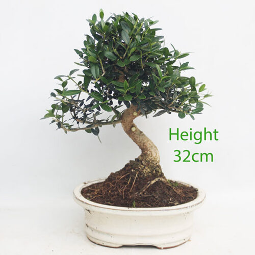 Olive Bonsai Tree Number 105B