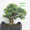 Pyracantha Flowering Bonsai Tree Part Trained Number 370P