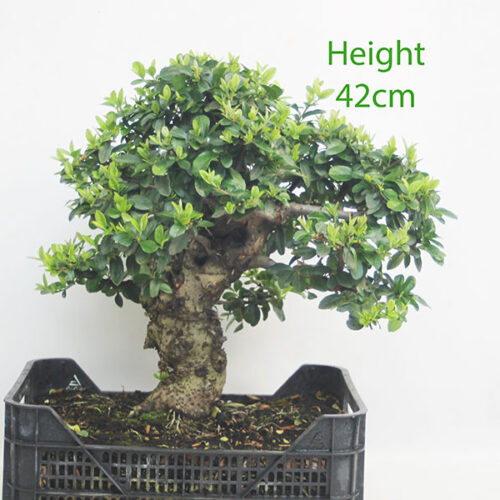 Pyracantha Flowering Bonsai Tree Part Trained Number 370P