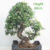 Pyracantha Flowering Bonsai Tree Part Trained Number 61P