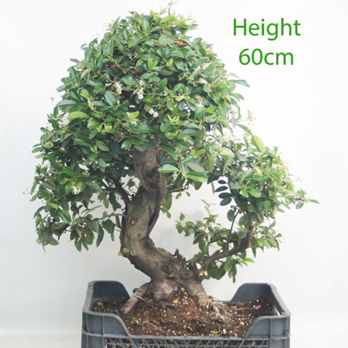 Pyracantha Flowering Bonsai Tree Part Trained Number 61P
