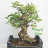 Crab Apple Flowering Bonsai Tree Part Trained Malus Number 111P
