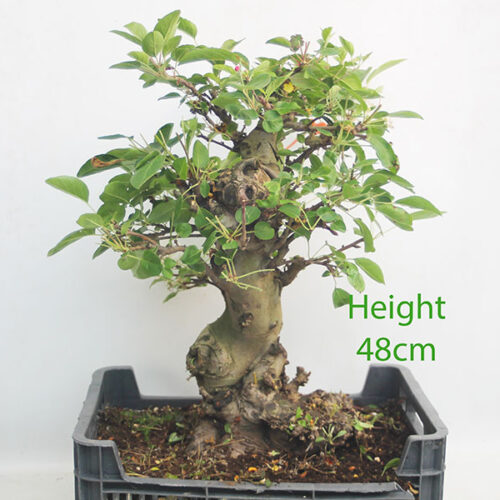 Crab Apple Flowering Bonsai Tree Part Trained Malus Number 111P