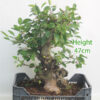 Crab Apple Flowering Bonsai Tree Part Trained Malus Number 248P
