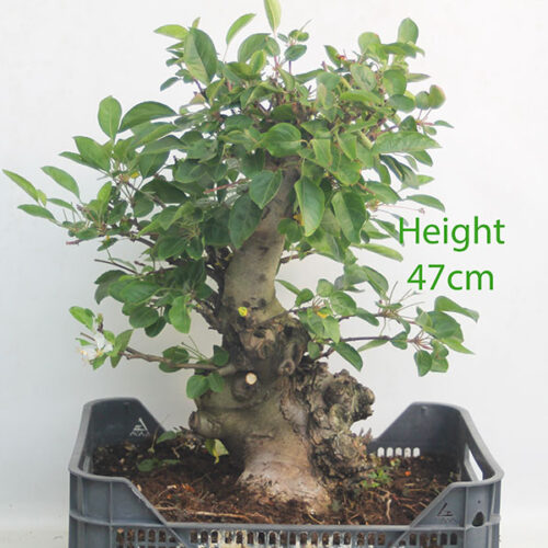 Crab Apple Flowering Bonsai Tree Part Trained Malus Number 248P